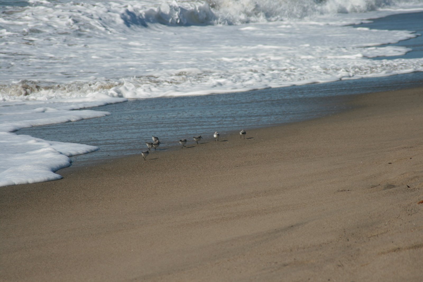 [birds+wading+in+sand.JPG]