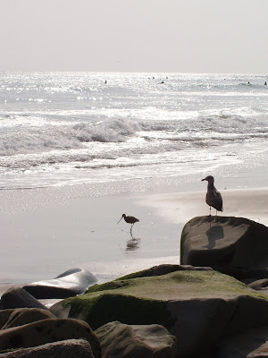 Seagull on Santa Monica beach