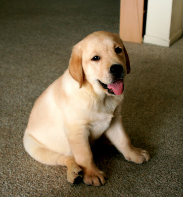 cute yellow labrador puppy. Yellow Lab Puppy Pictures.