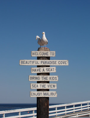 Seagull welcome to Paradise Cove in Malibu