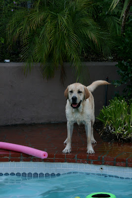 Happy wet pup Cooper