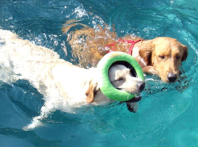 Labrador pool play