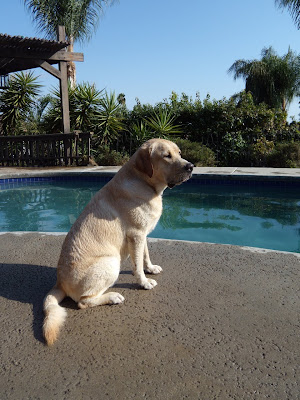 17 month yellow Labrador Cooper poolside