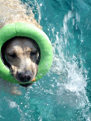 cooper's pool fun