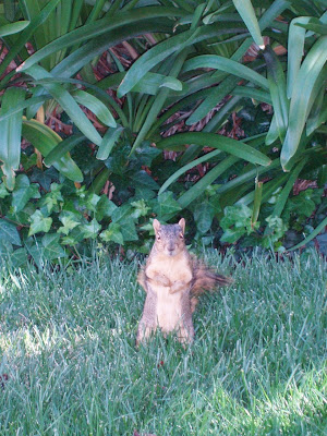 Squirrel close up
