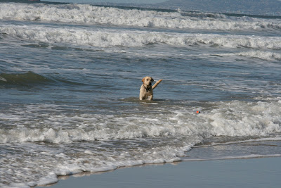 Huntington Dog Beach surf pup