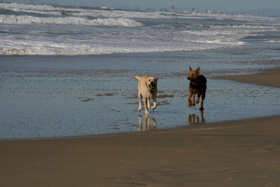 Dogs playing at Huntington Beach