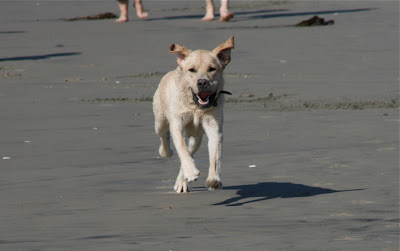 Happy Cooper at Huntington Dog Beach