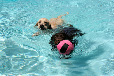 Pool Labrador ball games