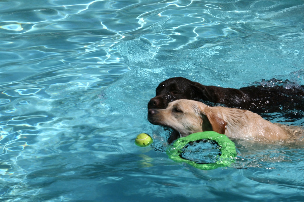 pool for labrador