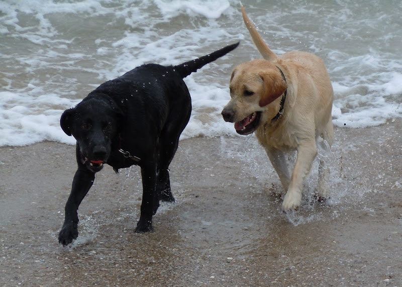 Huntington Beach Labradors