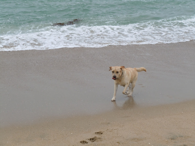 Huntington Beach salty tongue Labrador