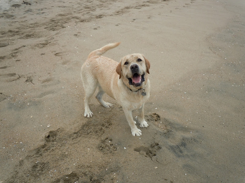Happy Huntington Beach Labrador Cooper