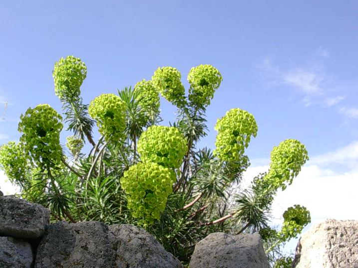 [Euphorbia+characias+(10).JPG]