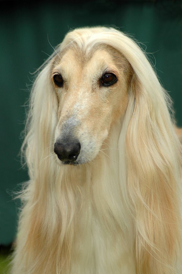 [bigstockphoto_Afghan_Hound_Dog_Head_Portrait_1485786[1].jpg]