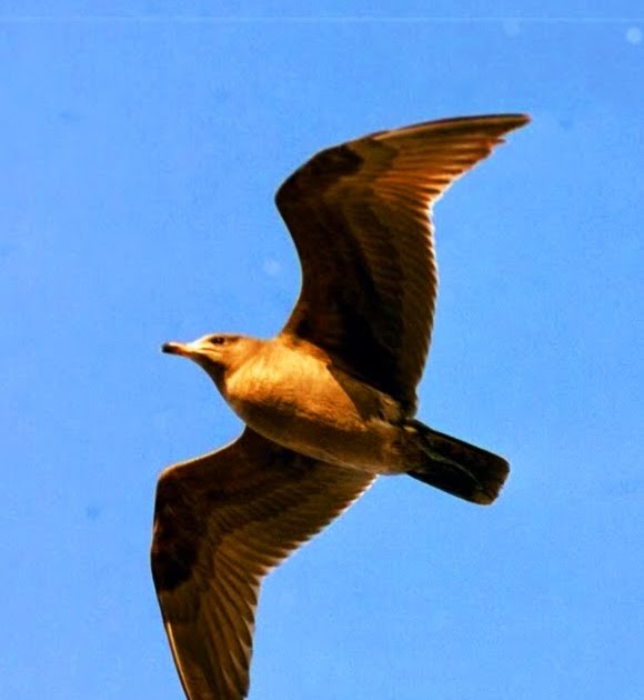 best 28 why do birds chirp at dusk bto bird id best 28 why do birds chirp at dusk bto bird id