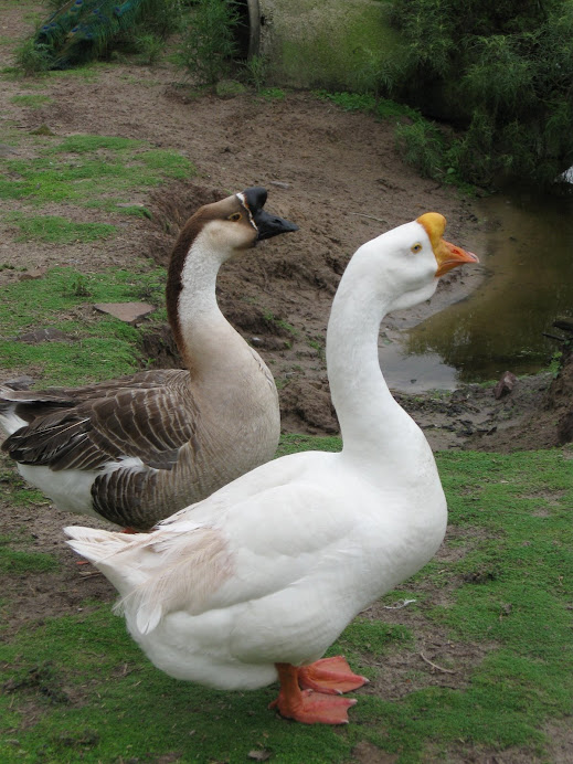 Weird Brazilian Ducks