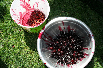 Cherry Blossom Season In London 6 Pretty Pink Spots My