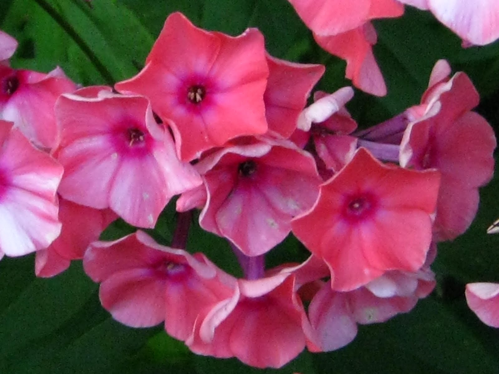 a word from Plantress: July 2010