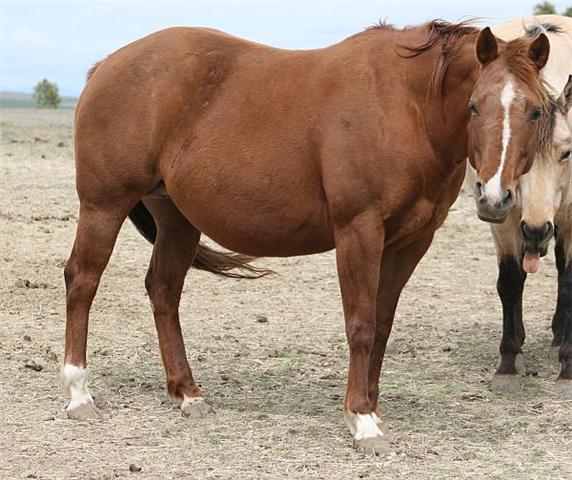 horse names horse names