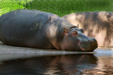 Hipopótamo