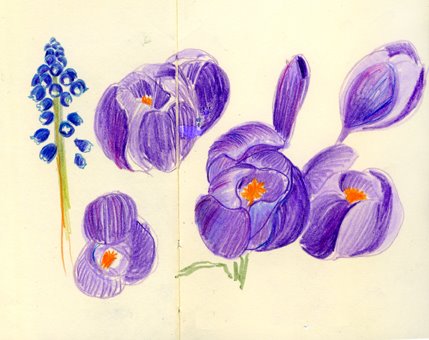 [crocus.jpg]