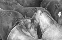 Rodeo Flow, Graphite on Rag