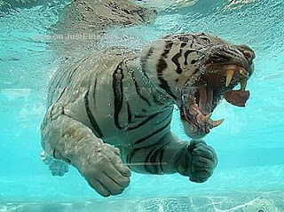 underwater-swimming-tiger.jpg
