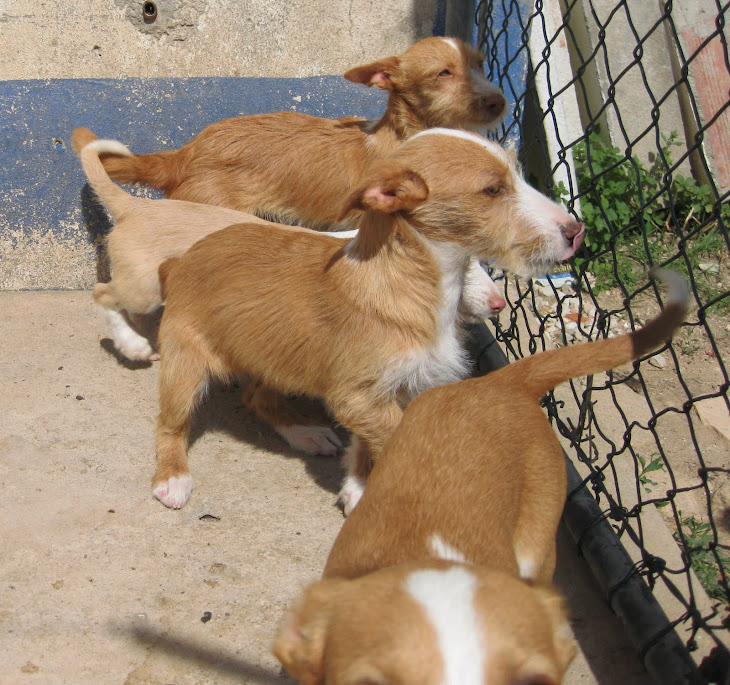 CACHORROS PODENGOS CLICK NA IMAGEM PARA VER VIDEO