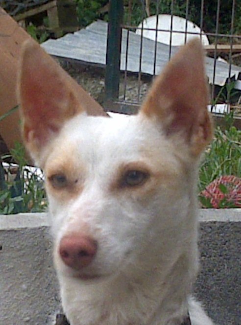 PIPOCA do Leo