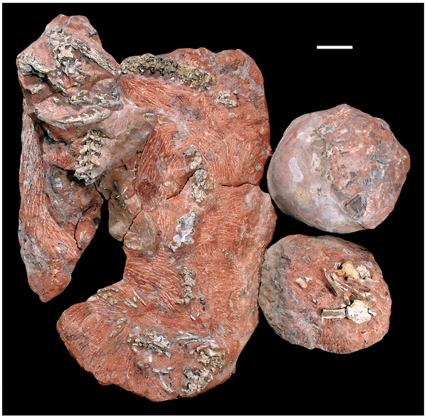 [fossil_serpente_sauropodes.png]