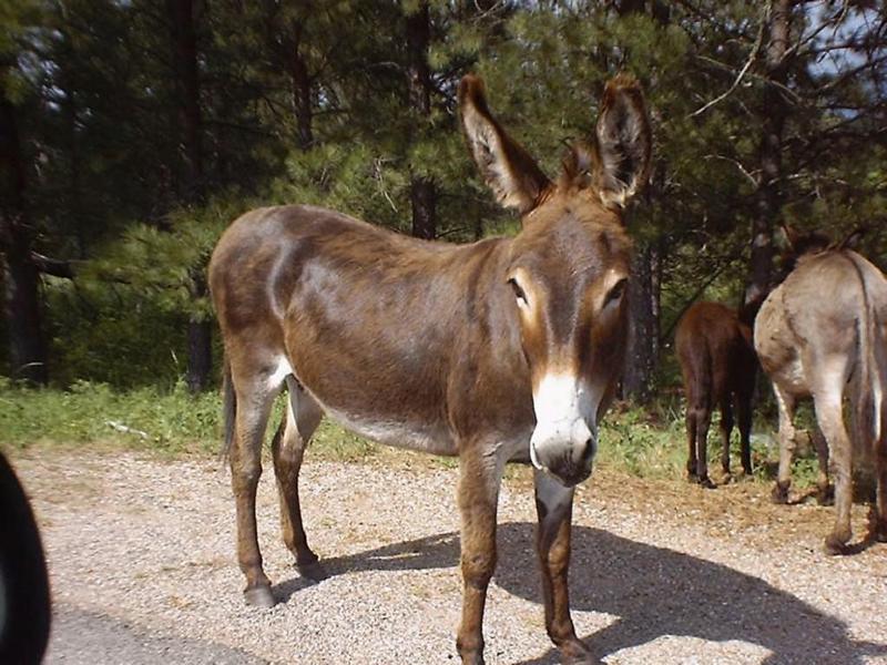 [burro.jpg]