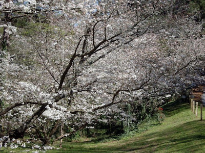 March 25, 2011 RSS Feed Print. Comment. In what year did the first official  Cherry Blossom Festival take place? D. 1935. 2.. Macon, Ga., has the most. 7.