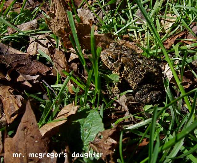 [mrtoad08.JPG]