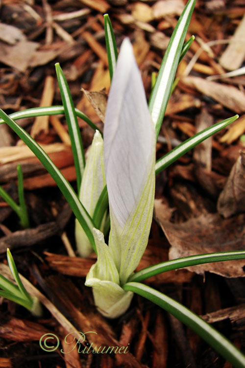 [crocus.jpg]