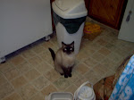 My Kitty waiting for his food with a smile