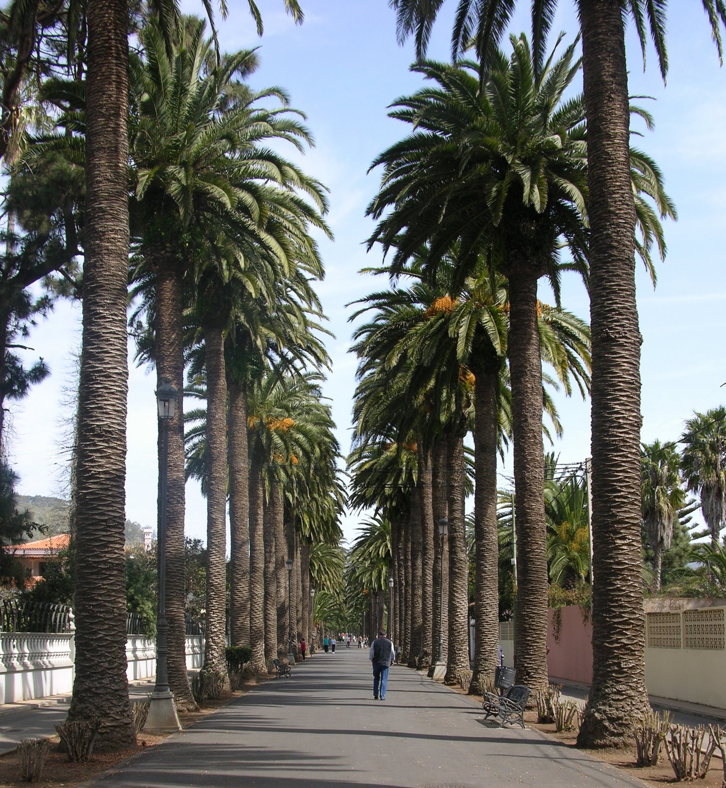 [080316-FGB-LaLaguna-CaminoLargo.jpg]