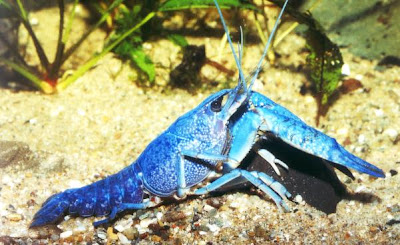 aquarium lore blue lobster