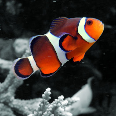 Percula ClownFish