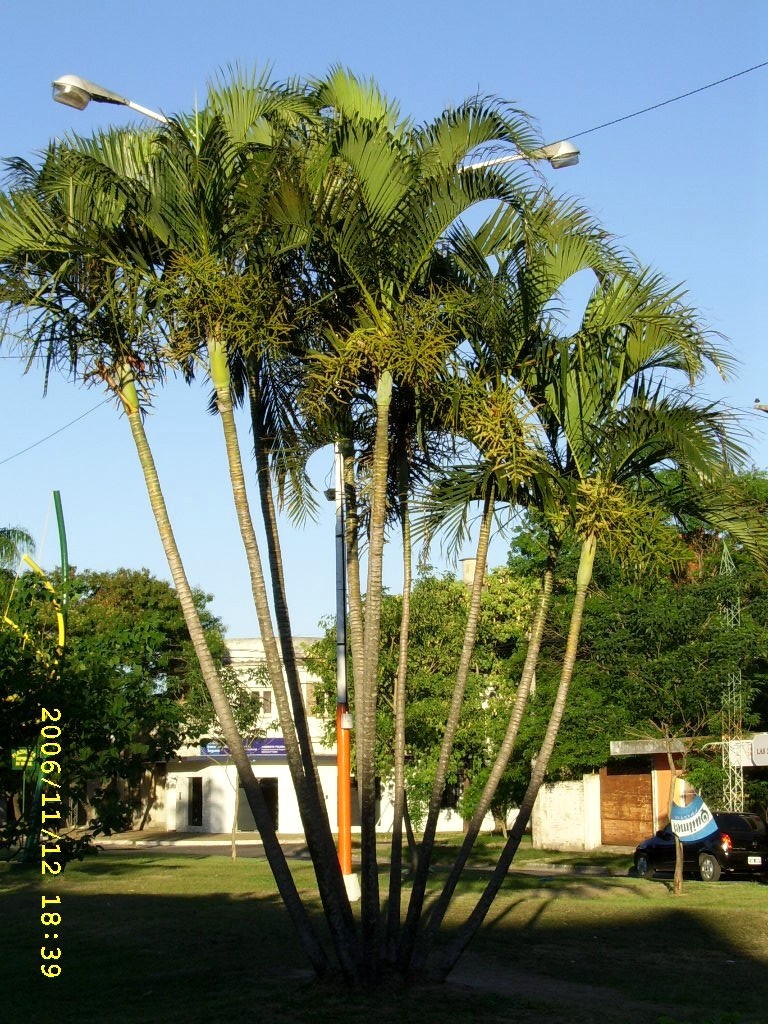 Palmeras - Plantas ornamentales por excelencia. Palmeras - Plantas ornamentales por excelencia.