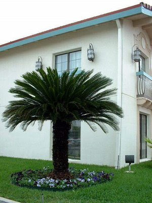 Cycas revoluta. "Sago palm"