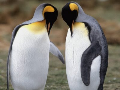 Crazy Funny Pictures funny penguins. Crazy Funny Pictures