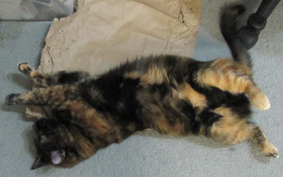 Petite KC does a purrfect Full Monty with a Strict 180-degree Twist.