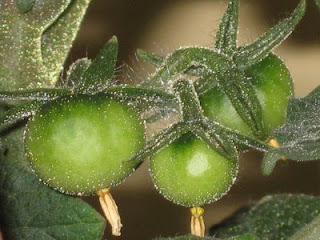 8 Best Thorny Bushes Images Plants Garden Landscaping Shrubs