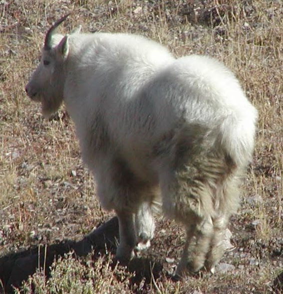 Rocky Mountain Goat Photo