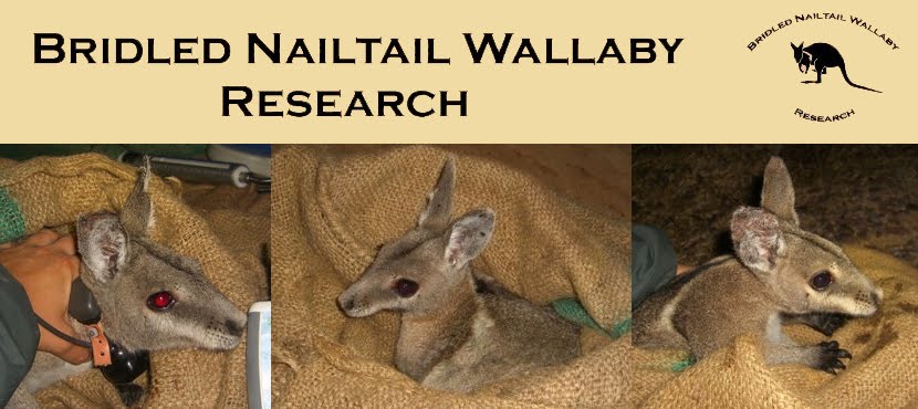 Bridled Nailtail Wallaby