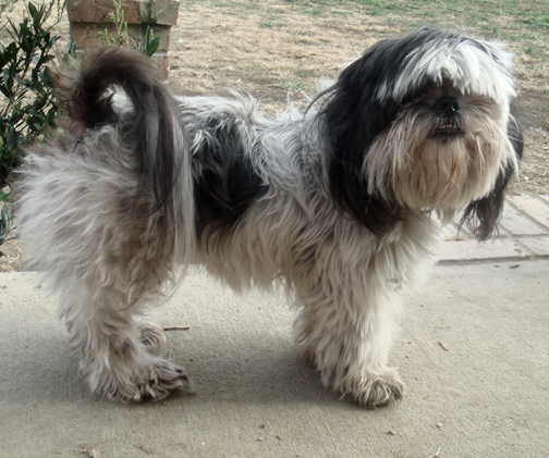 my shelter 3 year old shih tzu does not bark