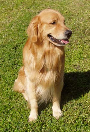 Golden Retriever