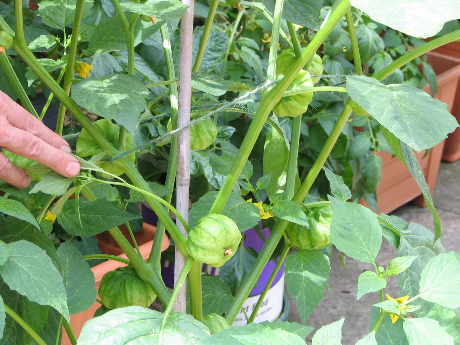Mark's Veg Plot Tomatillos