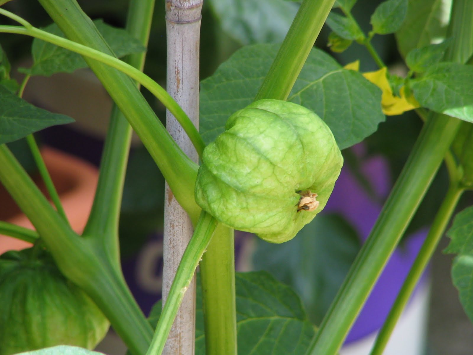 Mark's Veg Plot Tomatillos